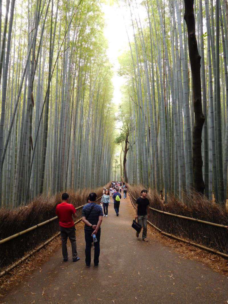 Photograph of Arashiyama Bamboo Forest near Kyoto - a wonderful place for a stroll