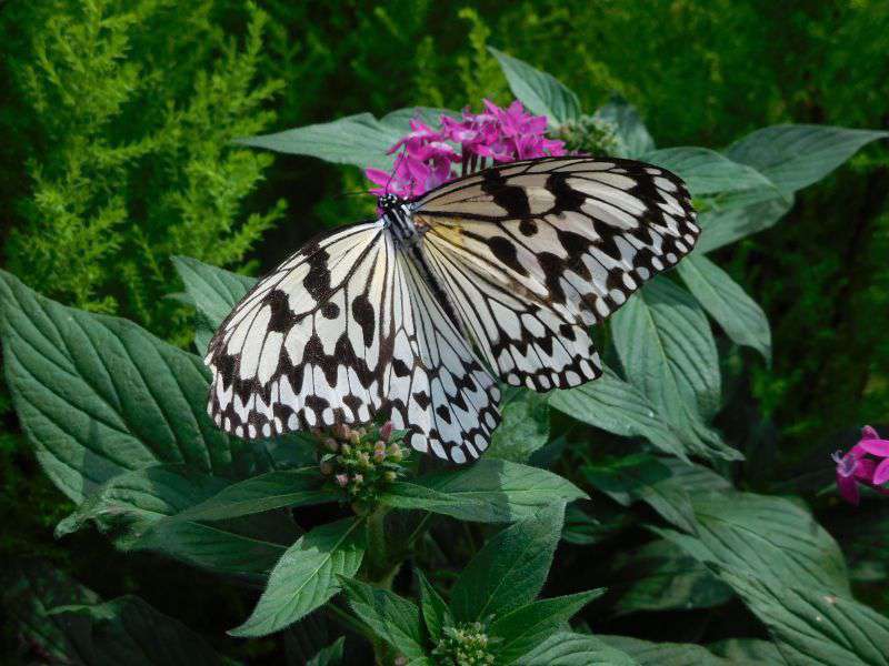 Photograph of Butterfly at Kagoshima Flower park, Kyushu