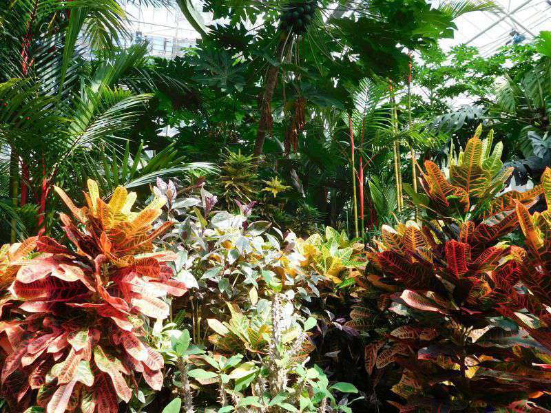 Photograph of One of the tropical greenhouses at Kagoshima Flower Park