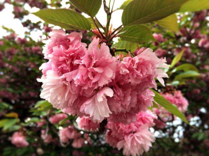 Photograph of Cherry Blossom in Shinjuku Gyoen during late april - slightly late for Sakura season that year, but a stunning sight nonetheless!